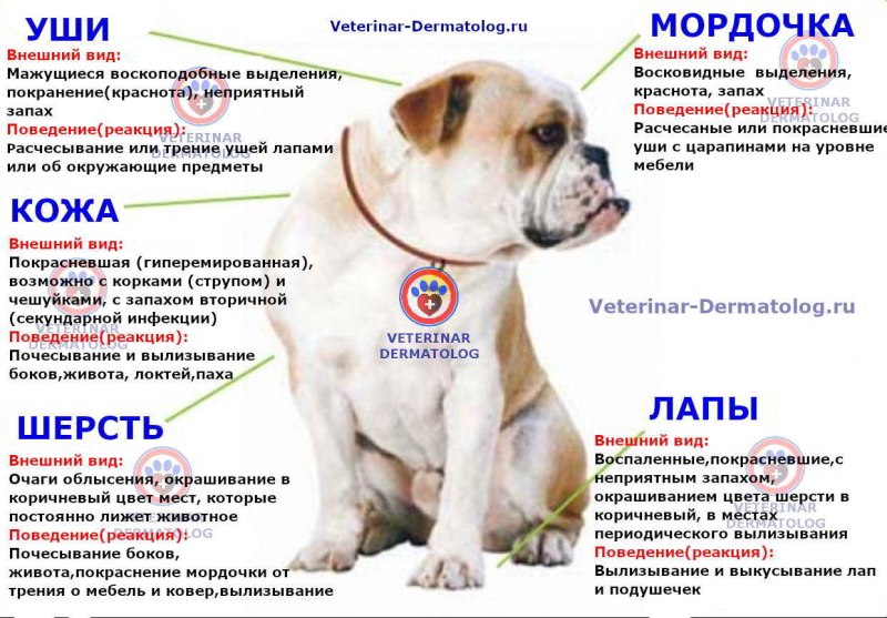Трихофития кошек и собак