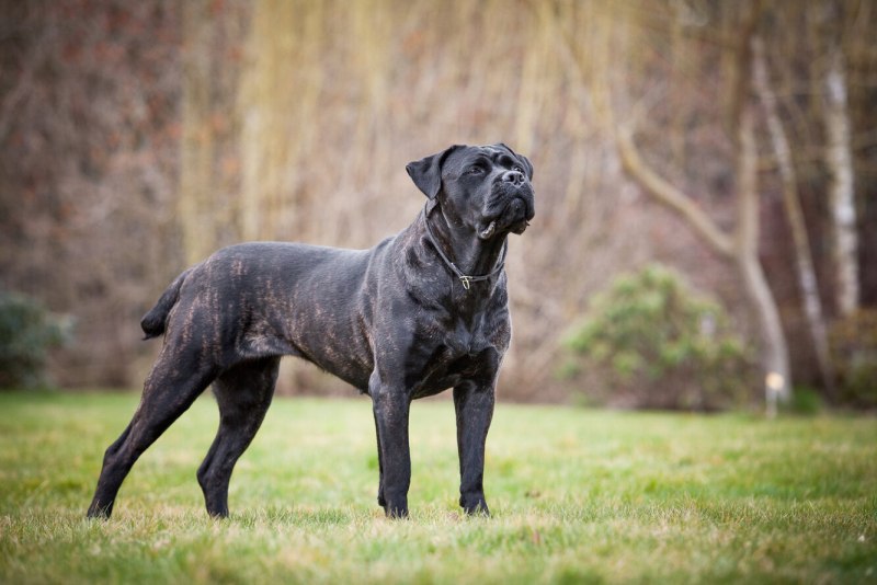 Кане Корсо (Cane Corso)