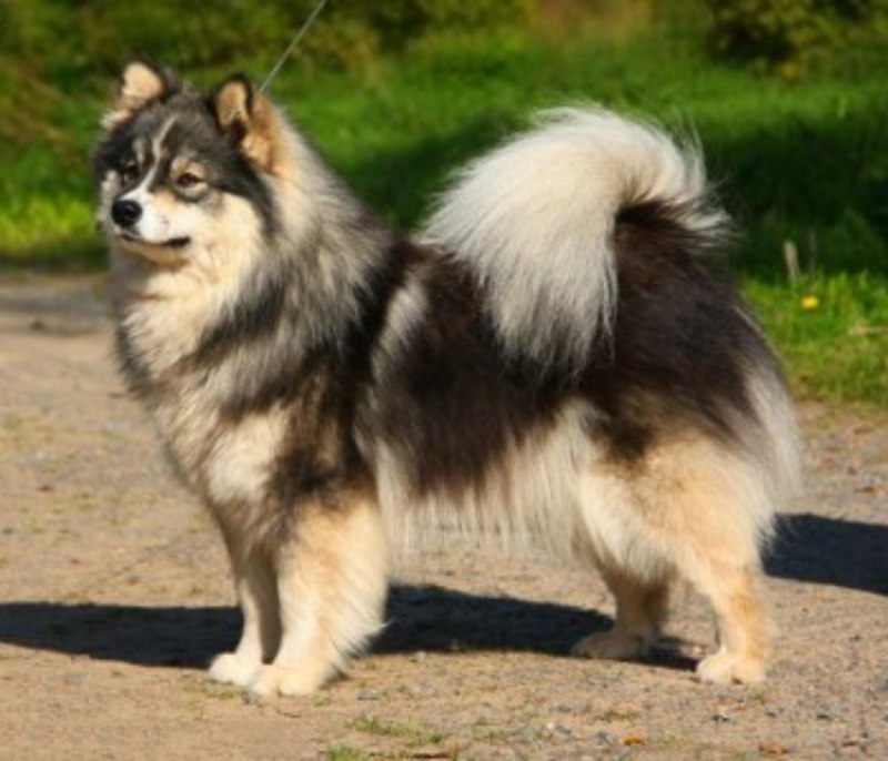 Финский лаппхунд