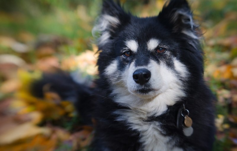 Finnish Lapphund щенок