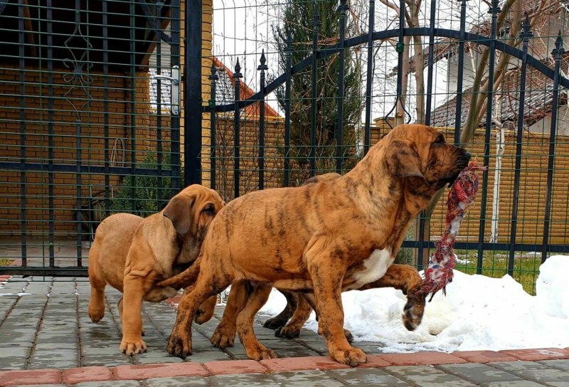 Бразильский мастиф