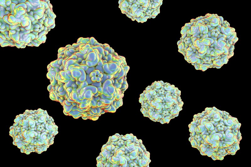 What is the canine Parvovirus?