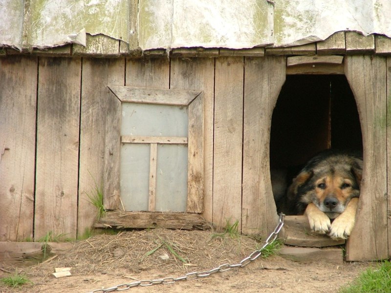 Пес в будке