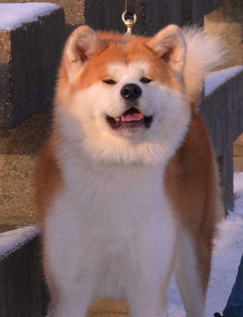 Порода рыжая пушистая собака порода фото