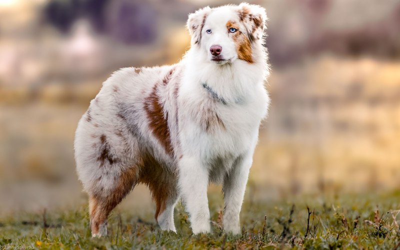 Бернский колли