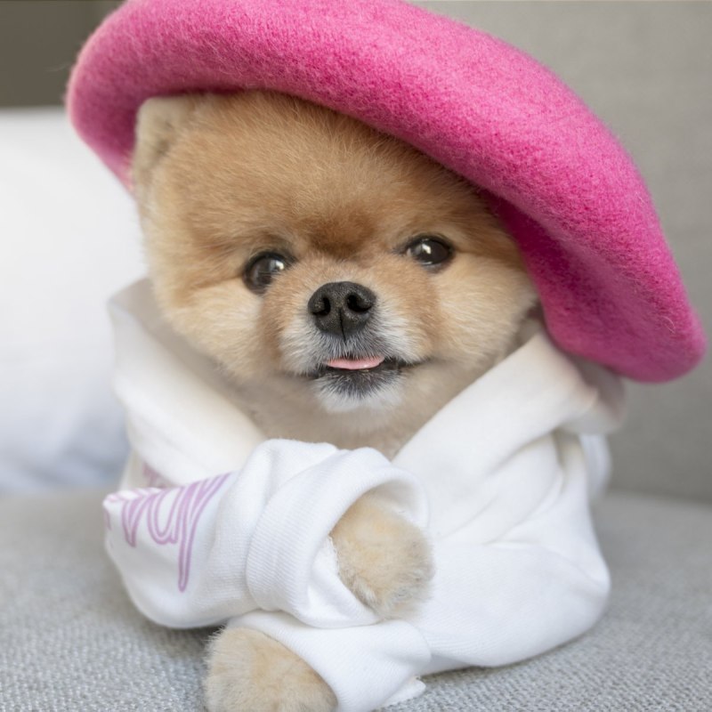 Померанский шпиц jiffpom белый