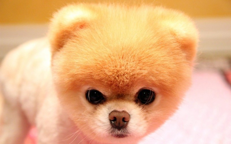 Померанский шпиц щенок Boo