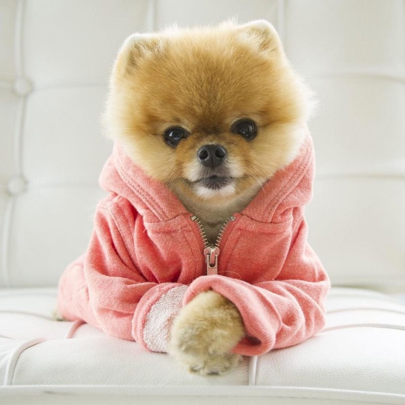 Шпиц jiffpom