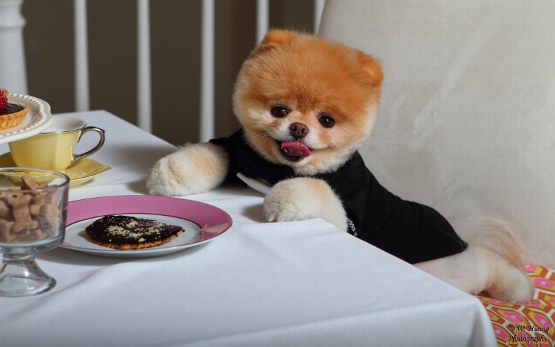 Померанский шпиц Teacup.