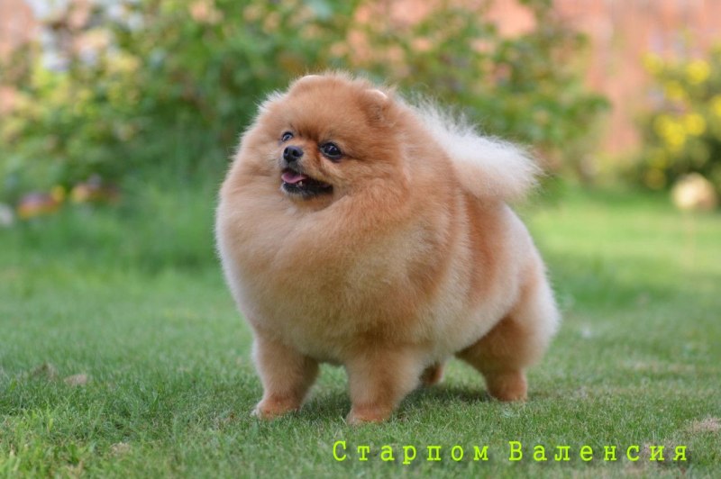 Померанский шпиц Boo
