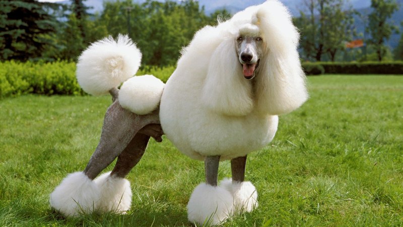 Собака Королевский пудель