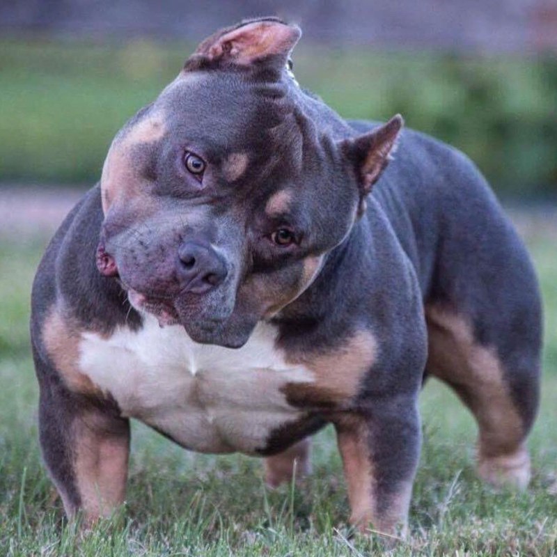 Американский булли XXL
