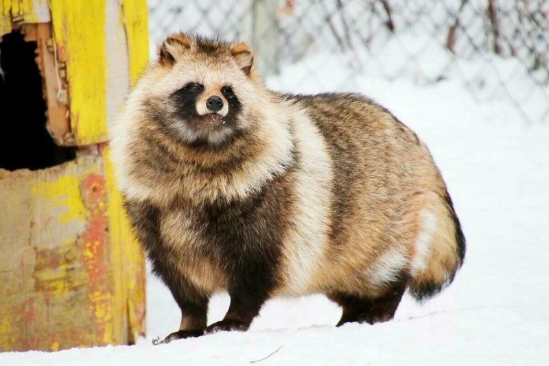 Енотовидная собака