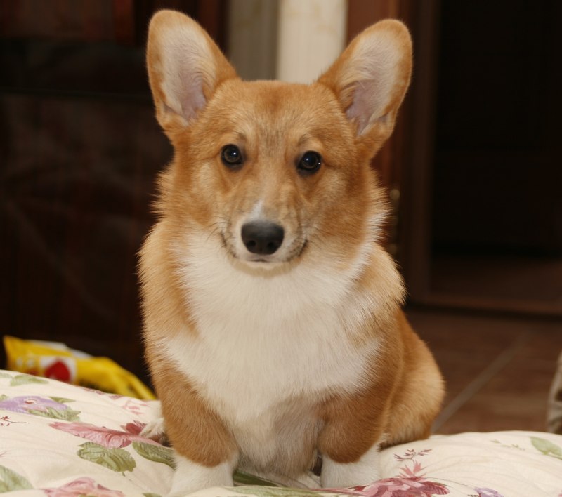 Уэльский корги пемброк