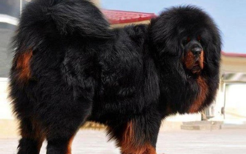 Королевский тибетский мастиф