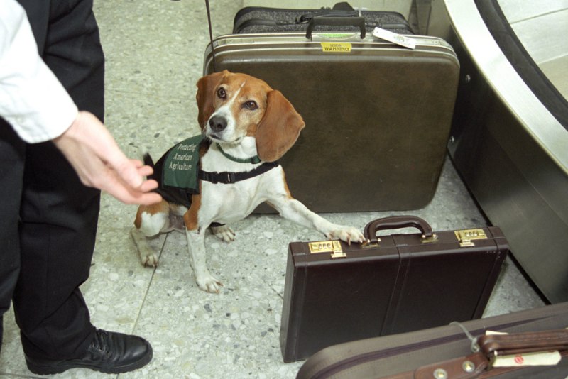 Ротвейлер vs немецкая овчарка