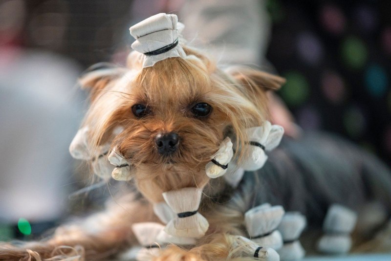 Выставка собак Westminster Kennel Club 2020