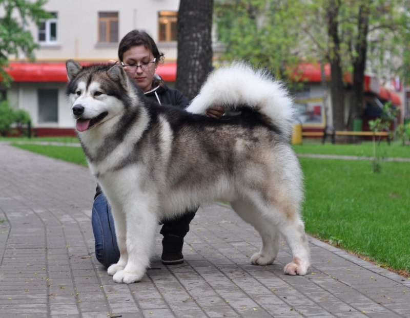 Маламут Аляскинский гигант