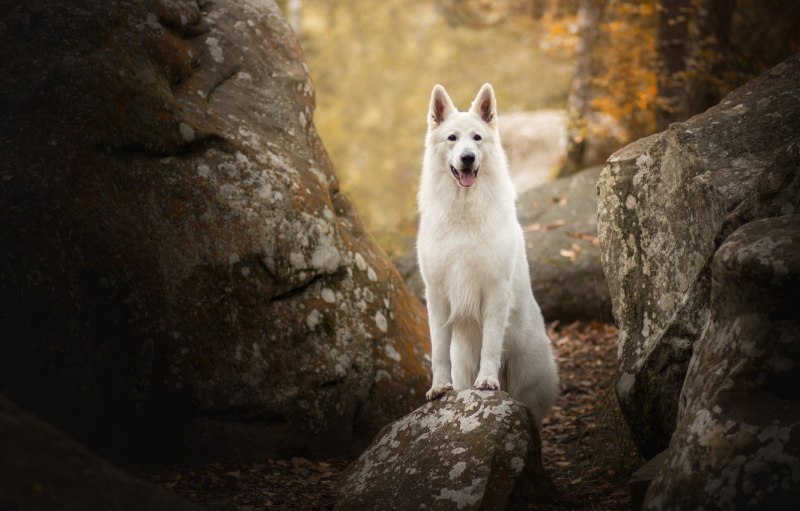 White Swiss Shepherd