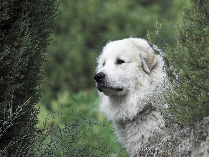 Great Pyrenees собака