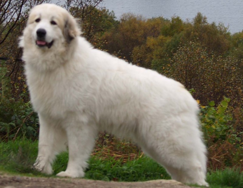 Great Pyrenees порода собак