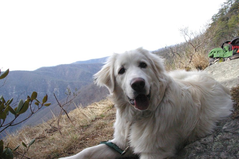 Great Pyrenees собака