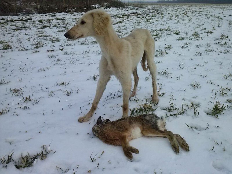 Охота на зайца с борзыми собаками