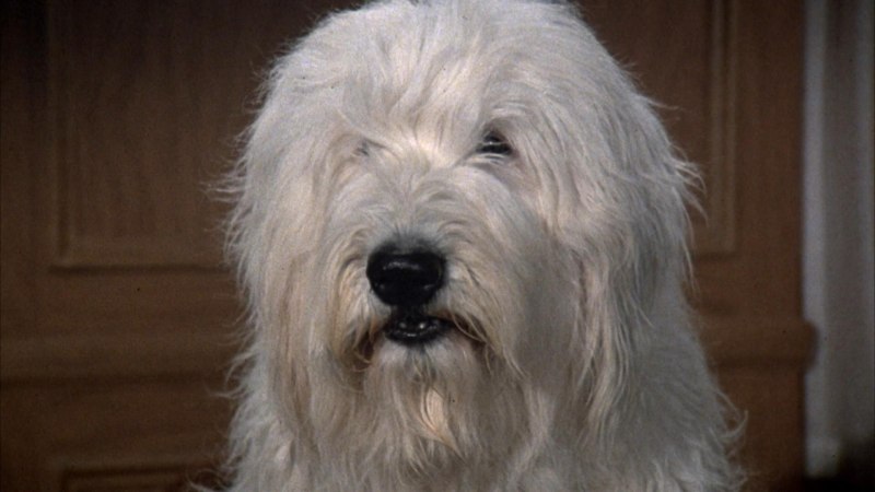 The Shaggy d.a. 1976