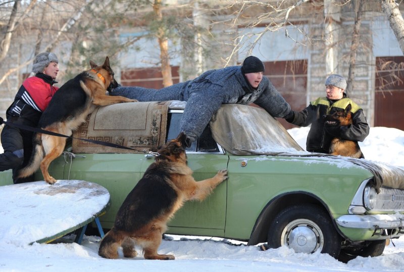 Собака для охраны двора