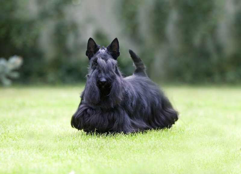 Скотч терьер (шотландский терьер) Scottish Terrier