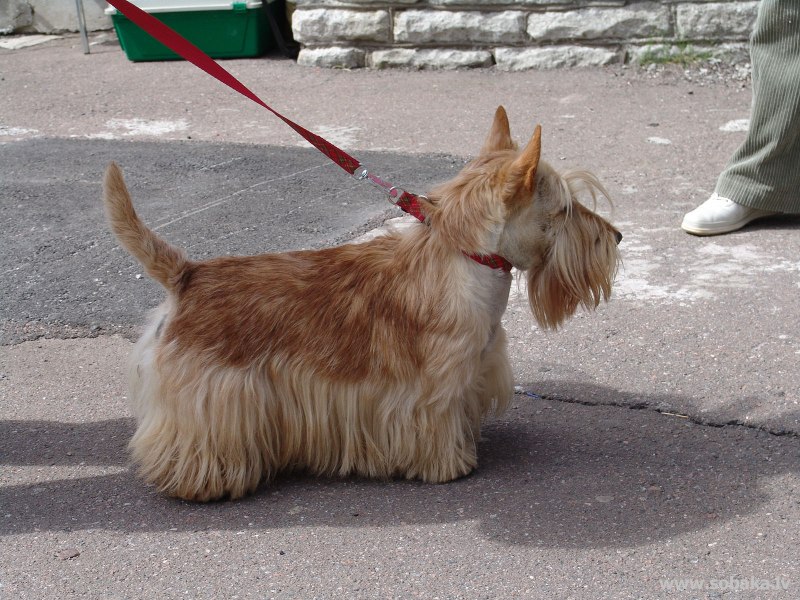 Абердинский терьер