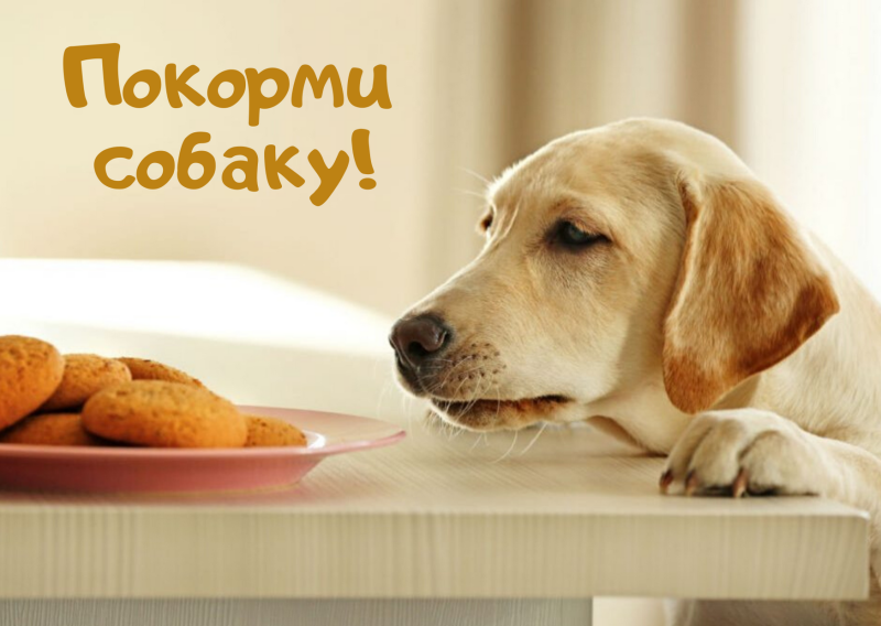 Покорми собаку