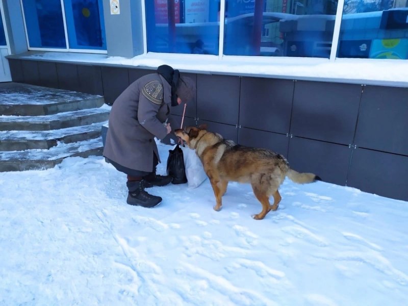 Большая собака на диване