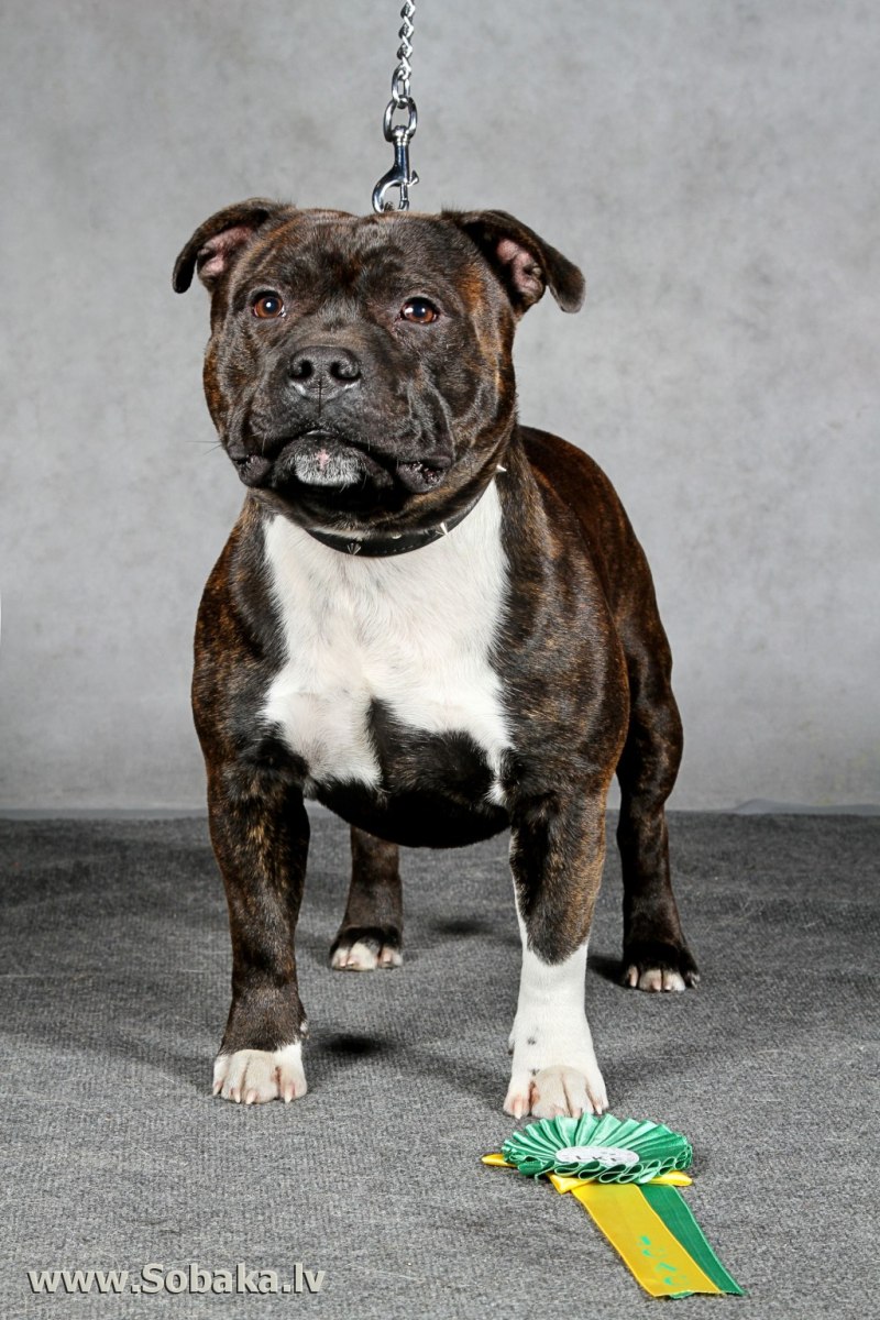 Staffy Official