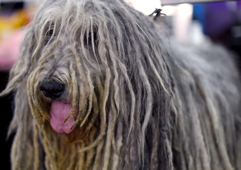 Bergamasco Sheepdog