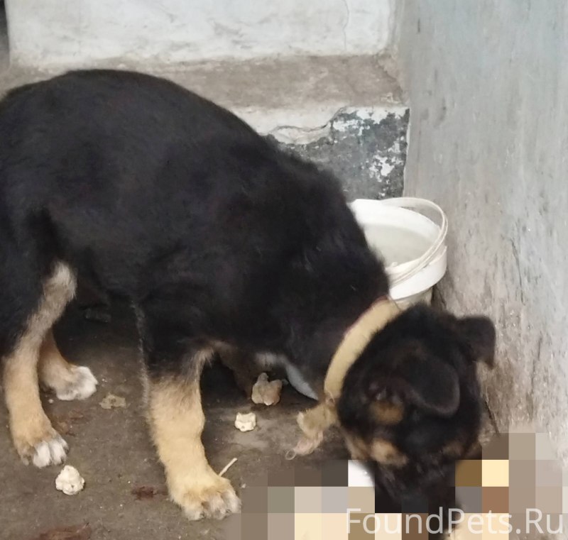 Еда для питомцев