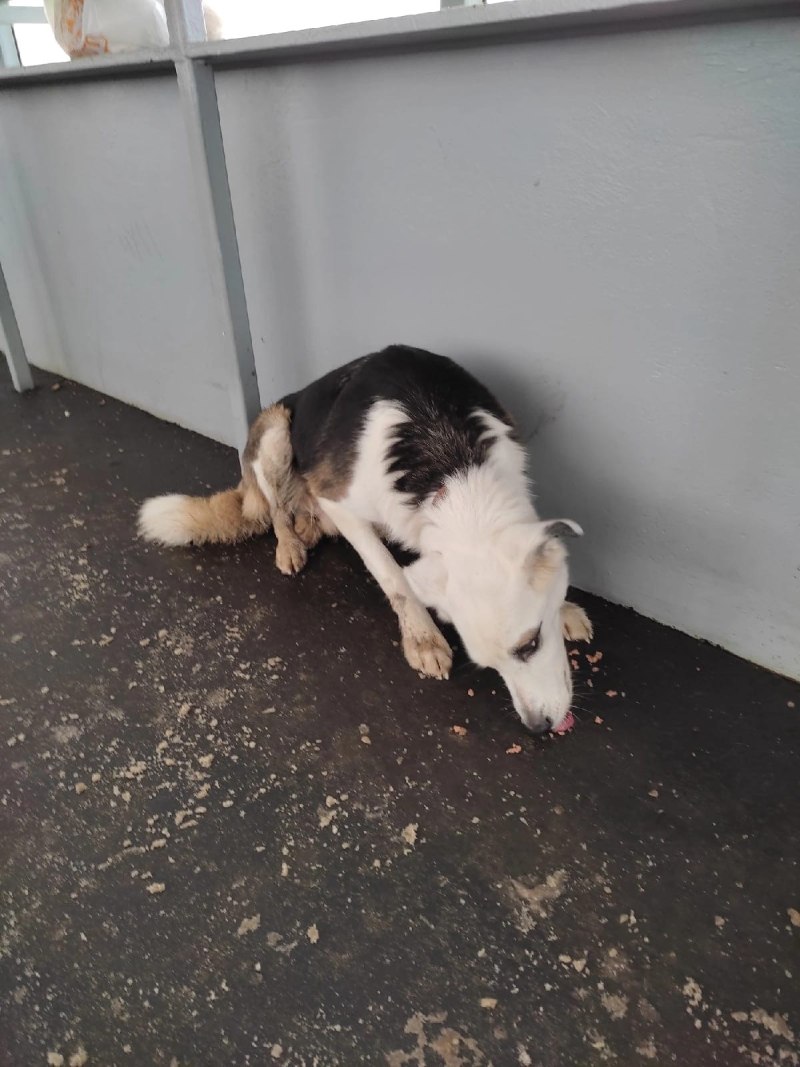 Собака кушает