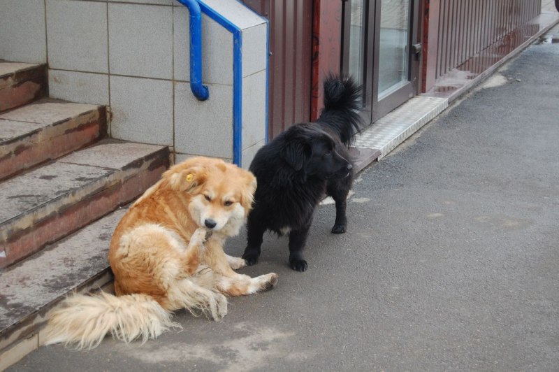 Питание собак