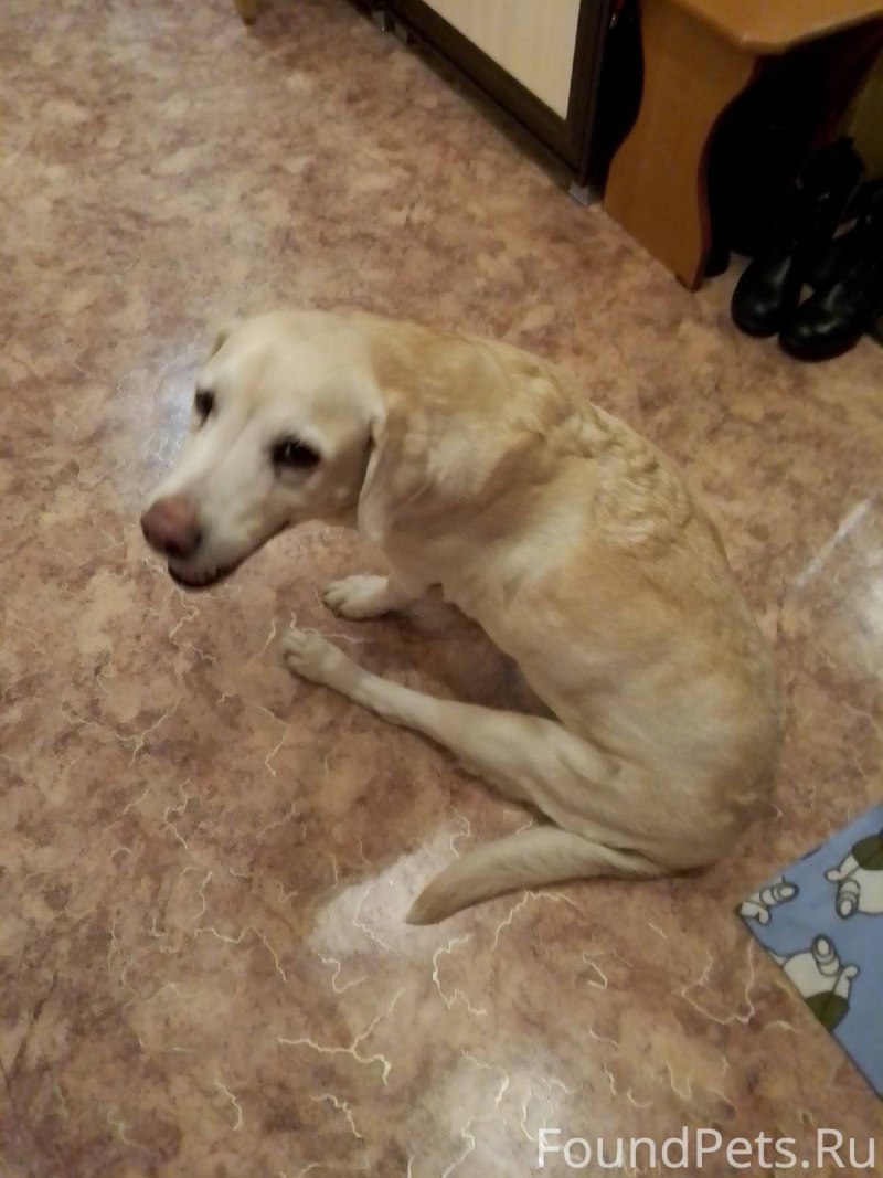 Конфеты для собак