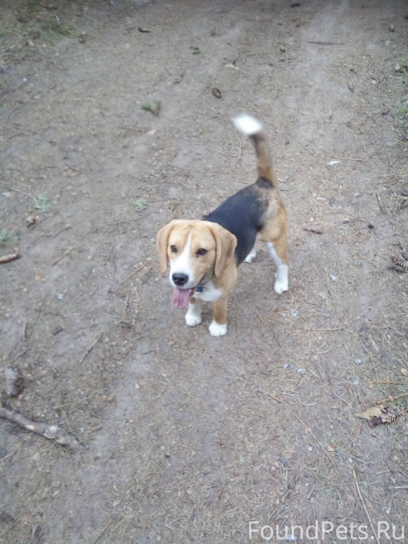 Собачка кулинар