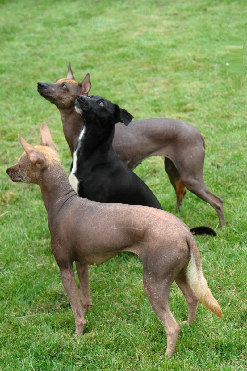 Порода собак ксолоитцкуинтли фото в шерсти