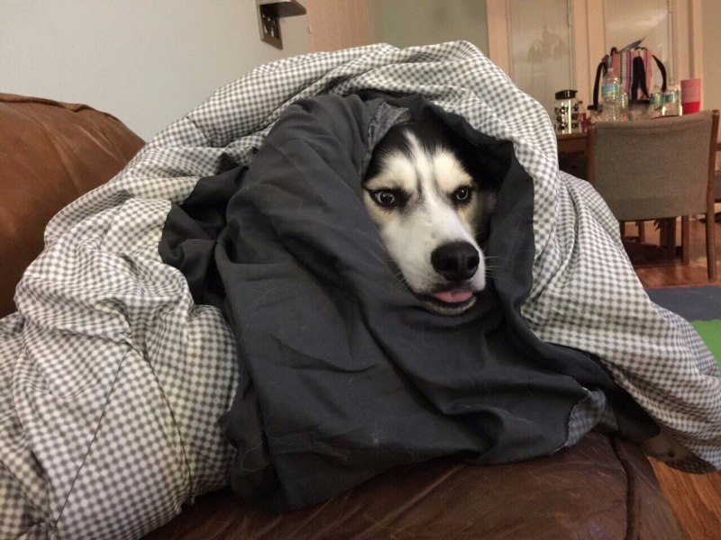 Собака под одеялом