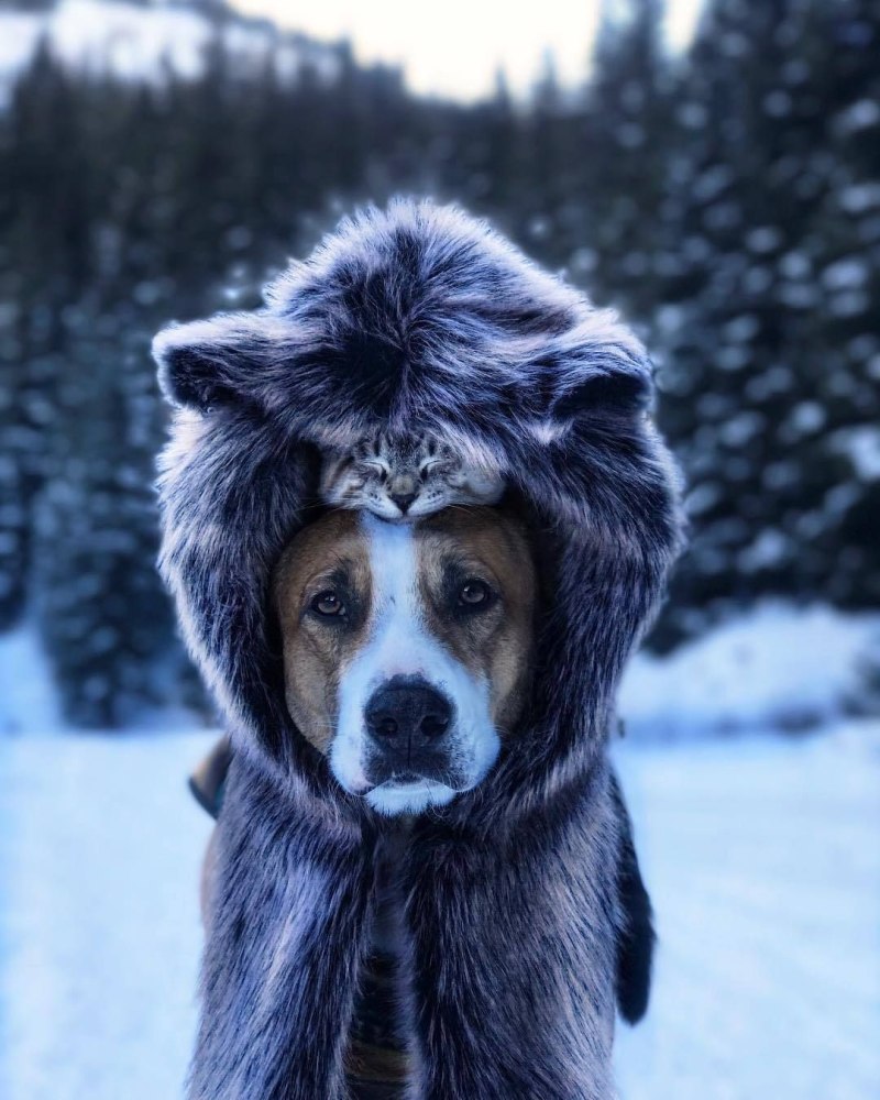Животные в шапках