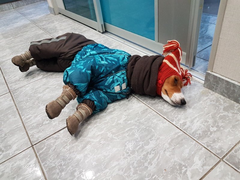 Как понять что собаке холодно