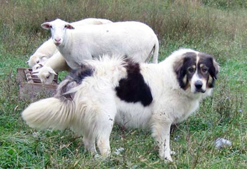 Bulgarian Shepherd Dog Breed