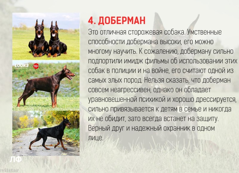 Самые преданные собаки какой породы
