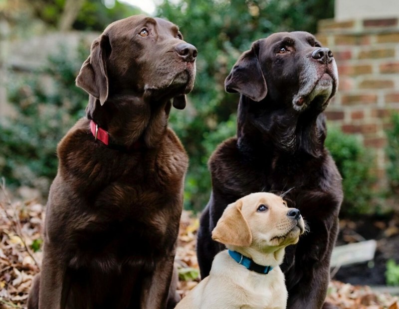Лабрадор Retriever