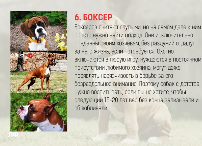 Самые умные и преданные породы собак