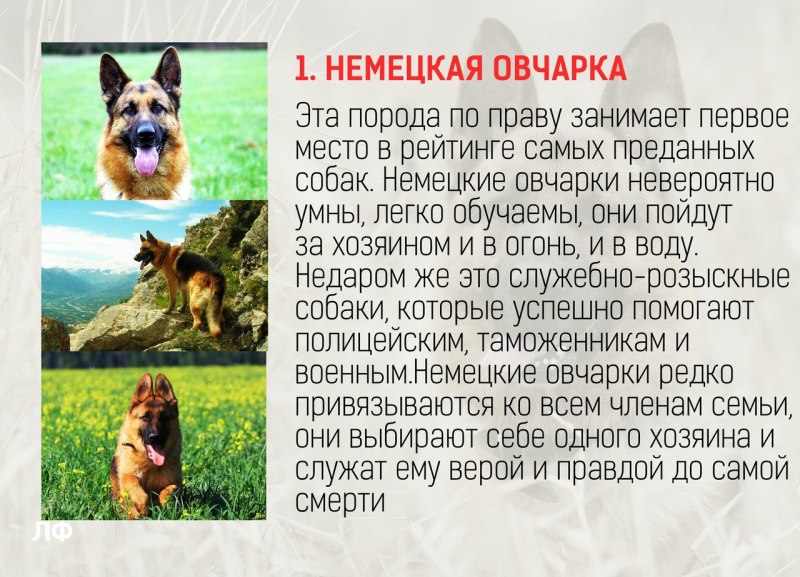 Породы самых преданных собак