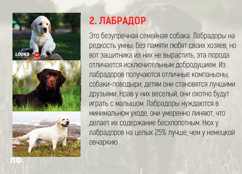Самая умная и верная порода собак